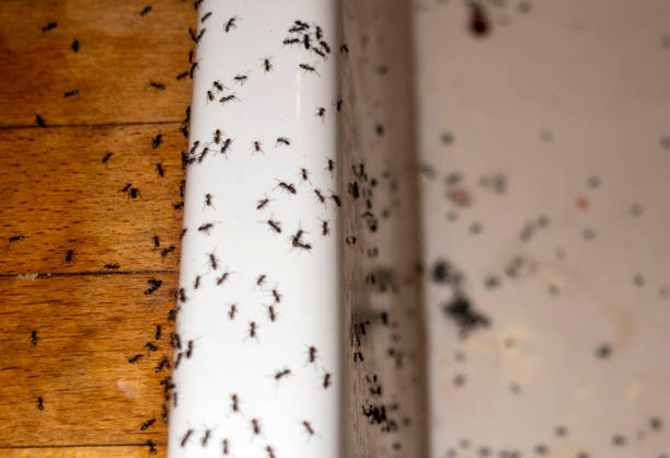 Best Cockroach Control Services  in Stayton, OR
